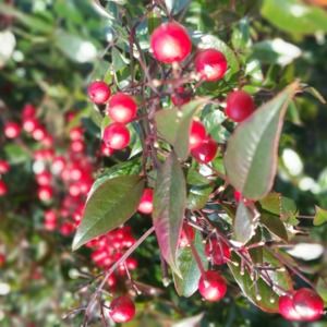 Meet your Posher, Gab